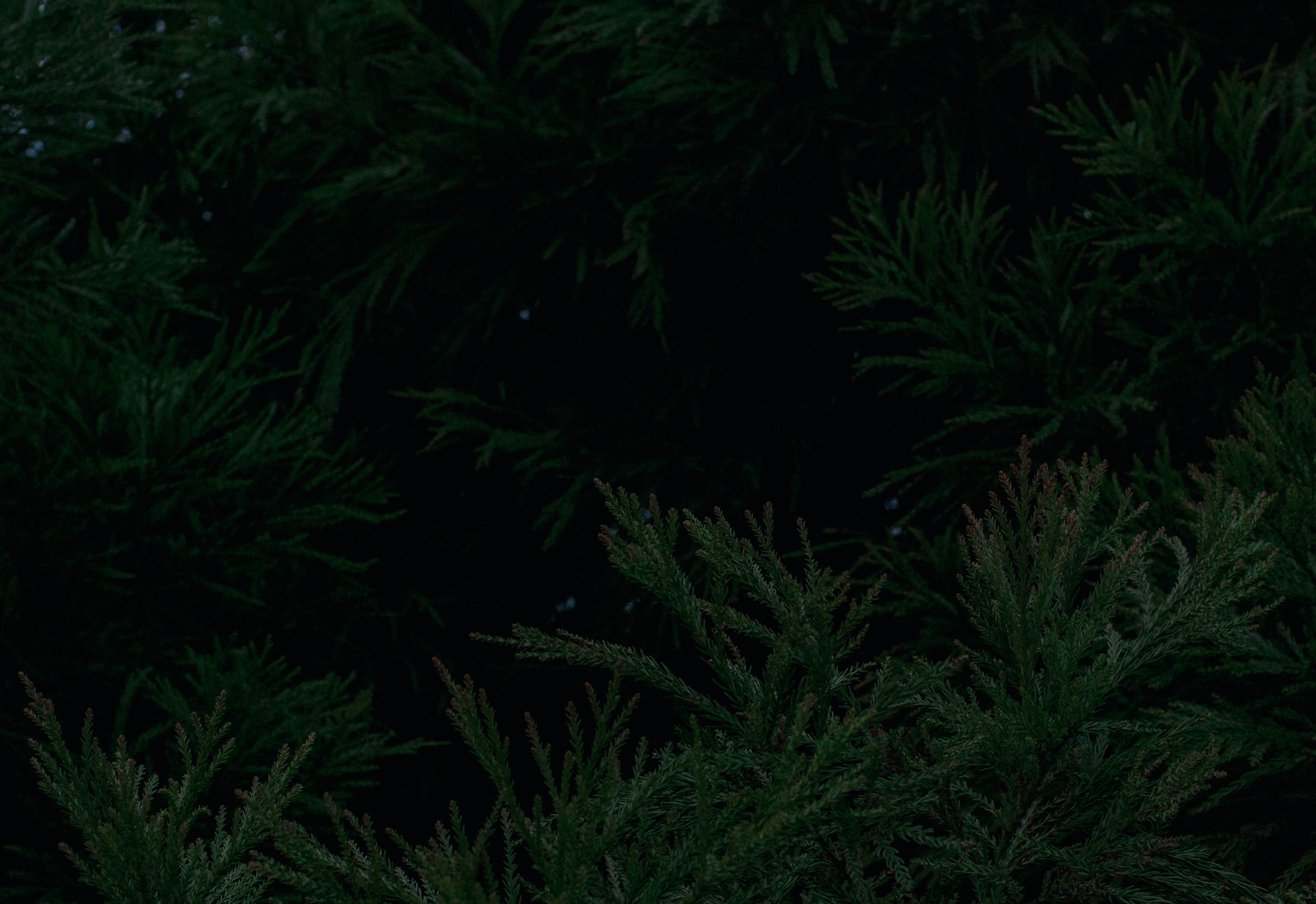 Photographs by Kevin Nolan Johnson — frame 5